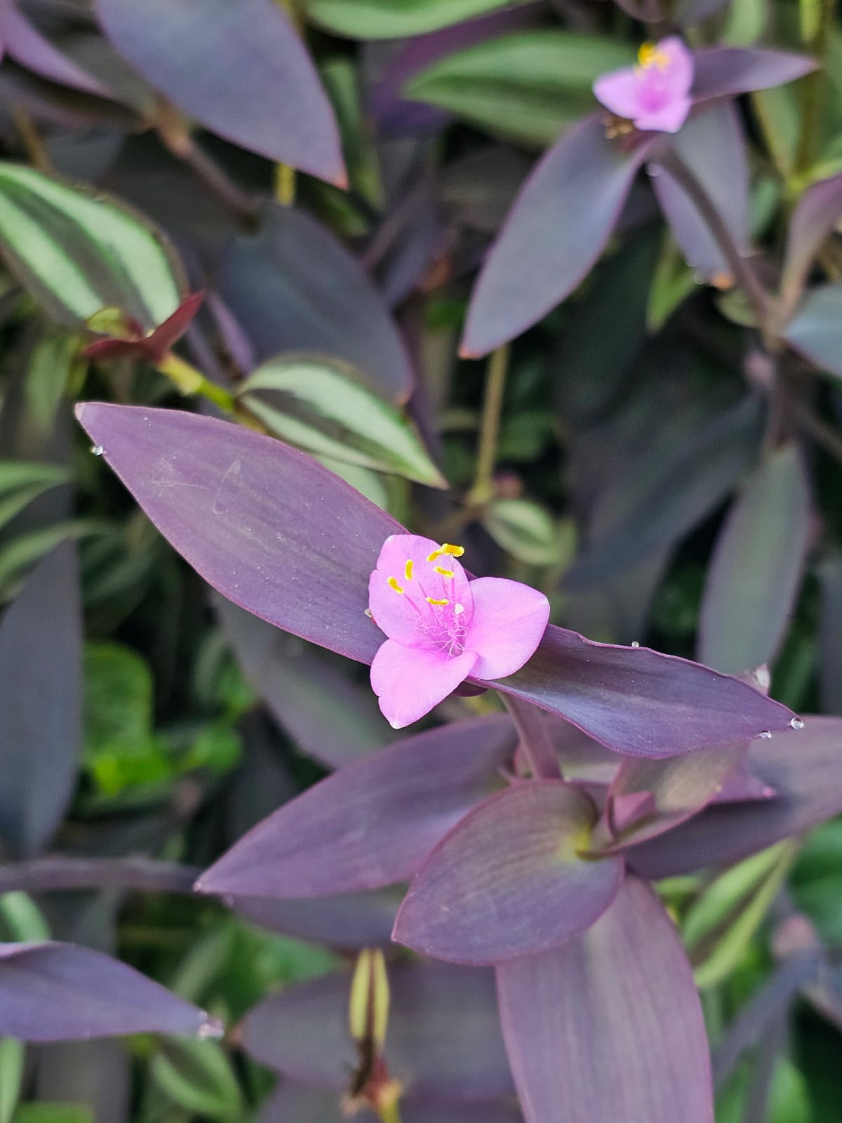 tradescantia roxo