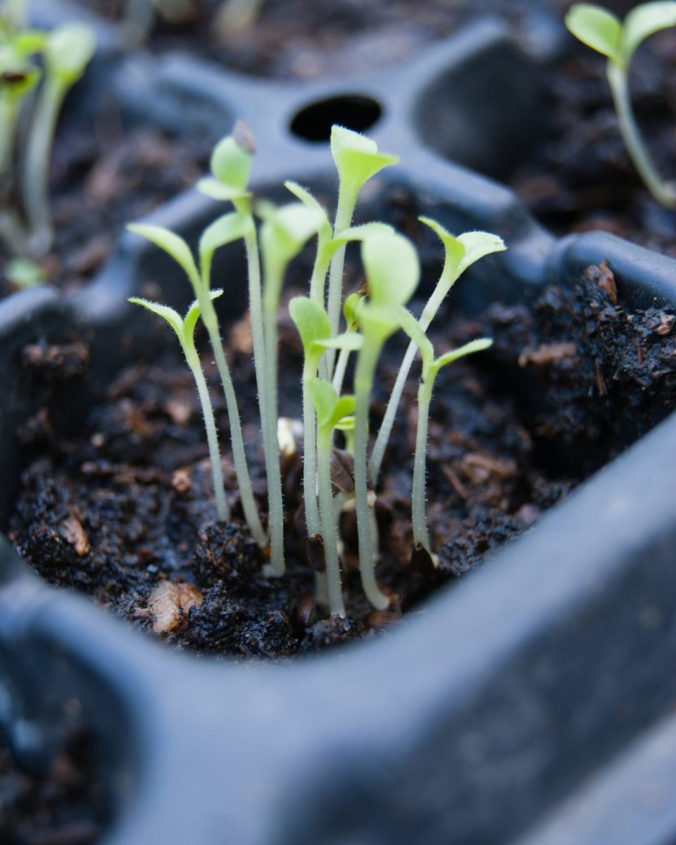 seedlings