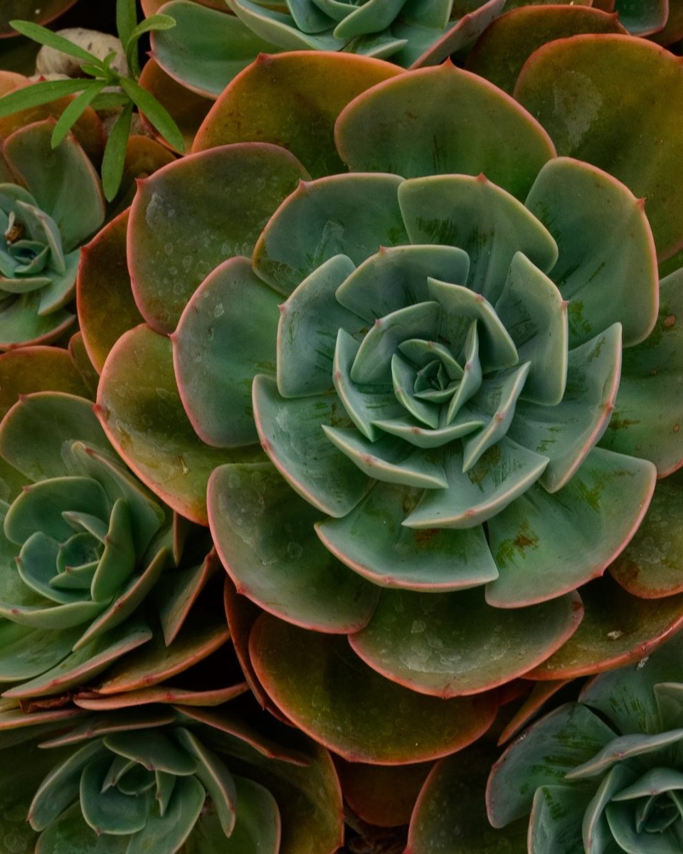 suculentas